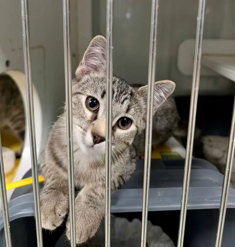 Paige kitten, a female kitten up for adoption