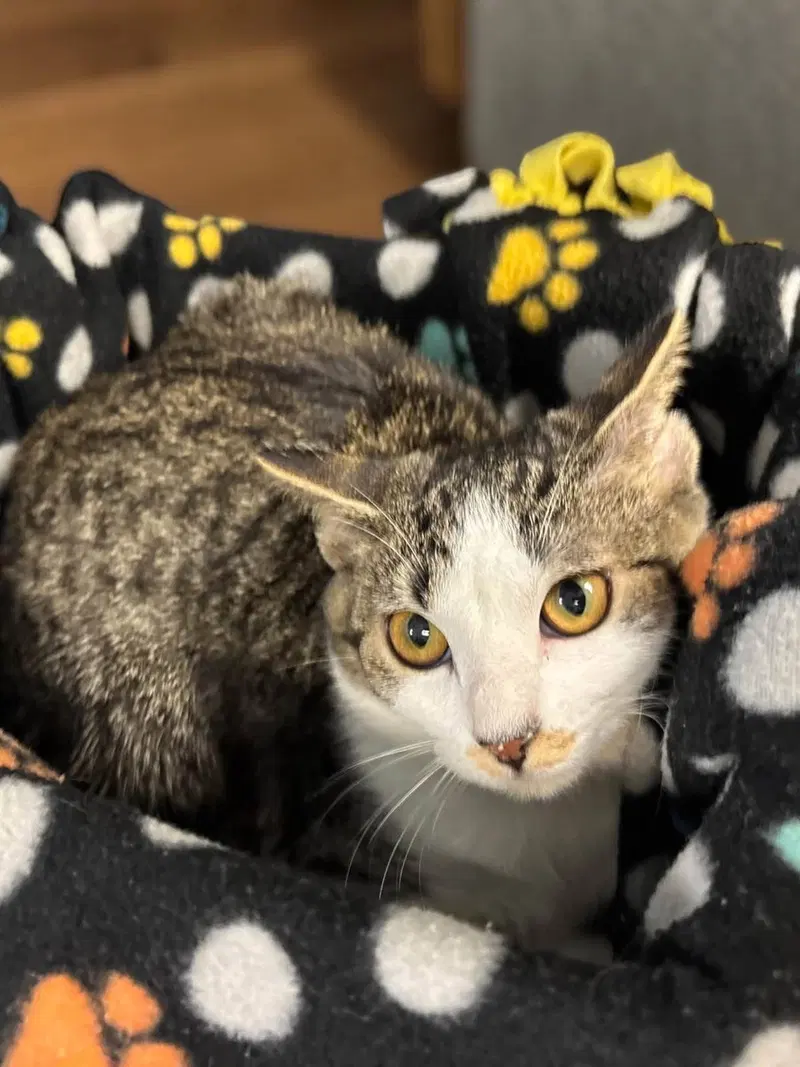 Wren, a female kitten up for adoption