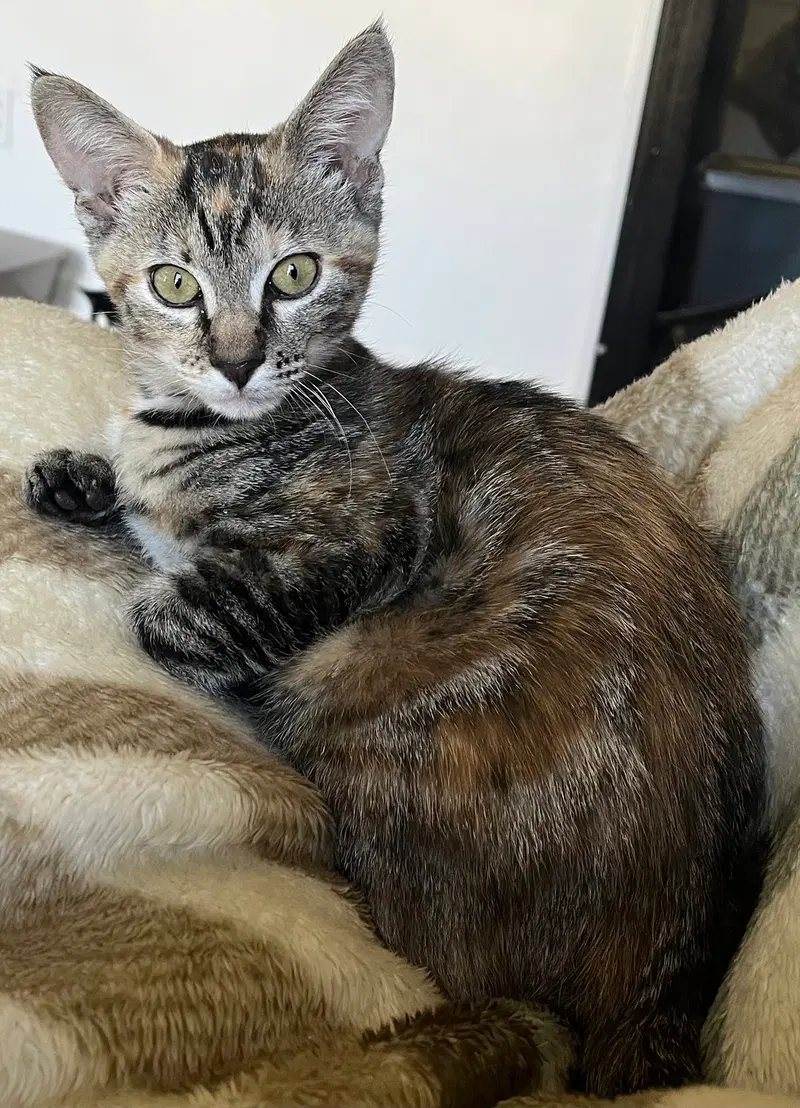 Pecan, photo 6