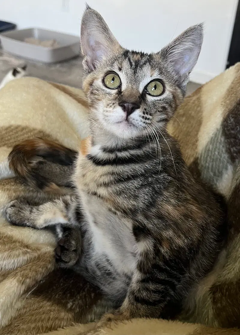 Pecan, photo 7