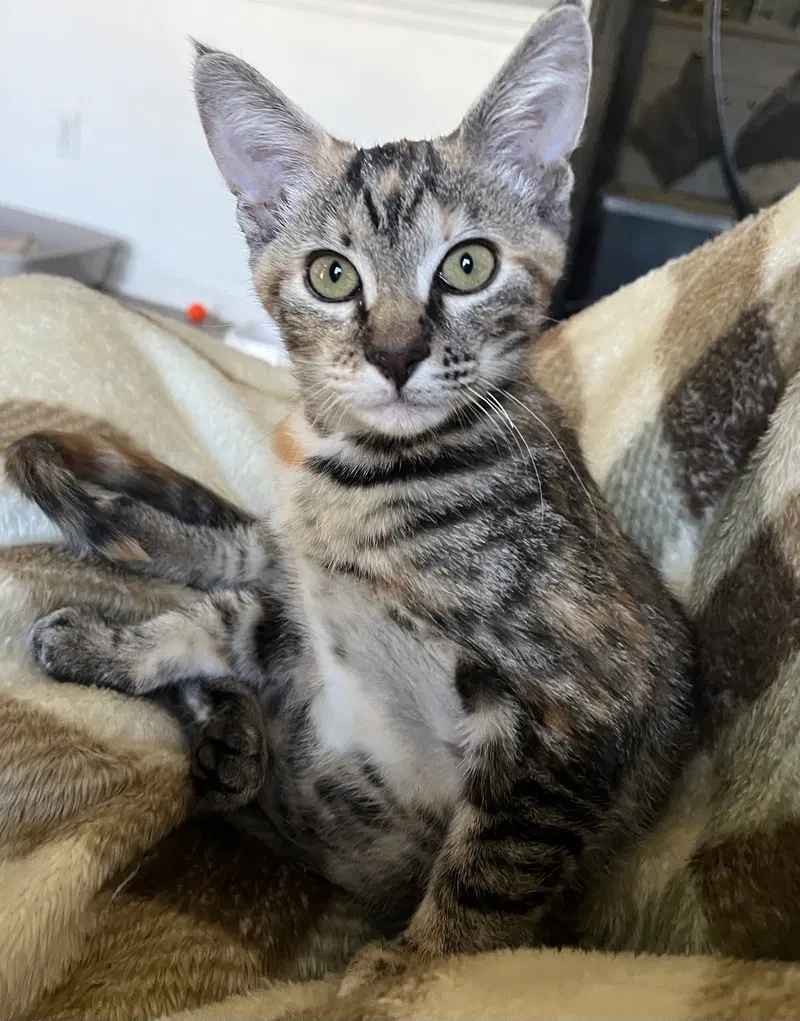 Pecan, a female Torbie kitten up for adoption