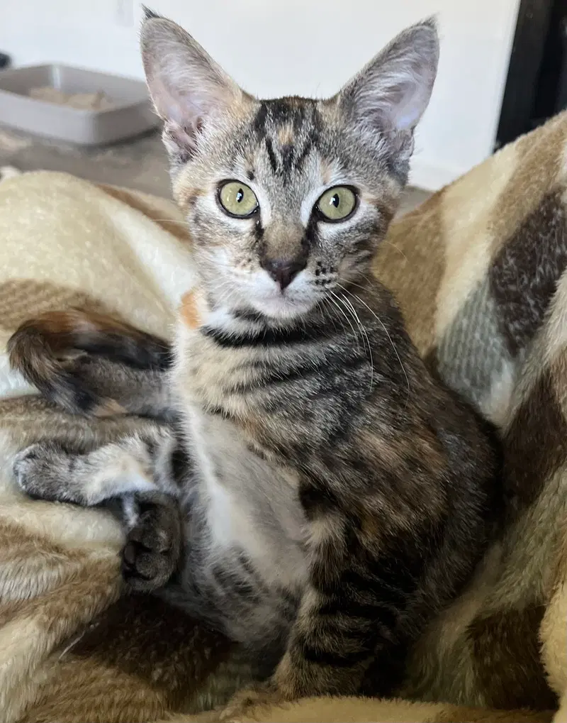 Pecan, photo 8