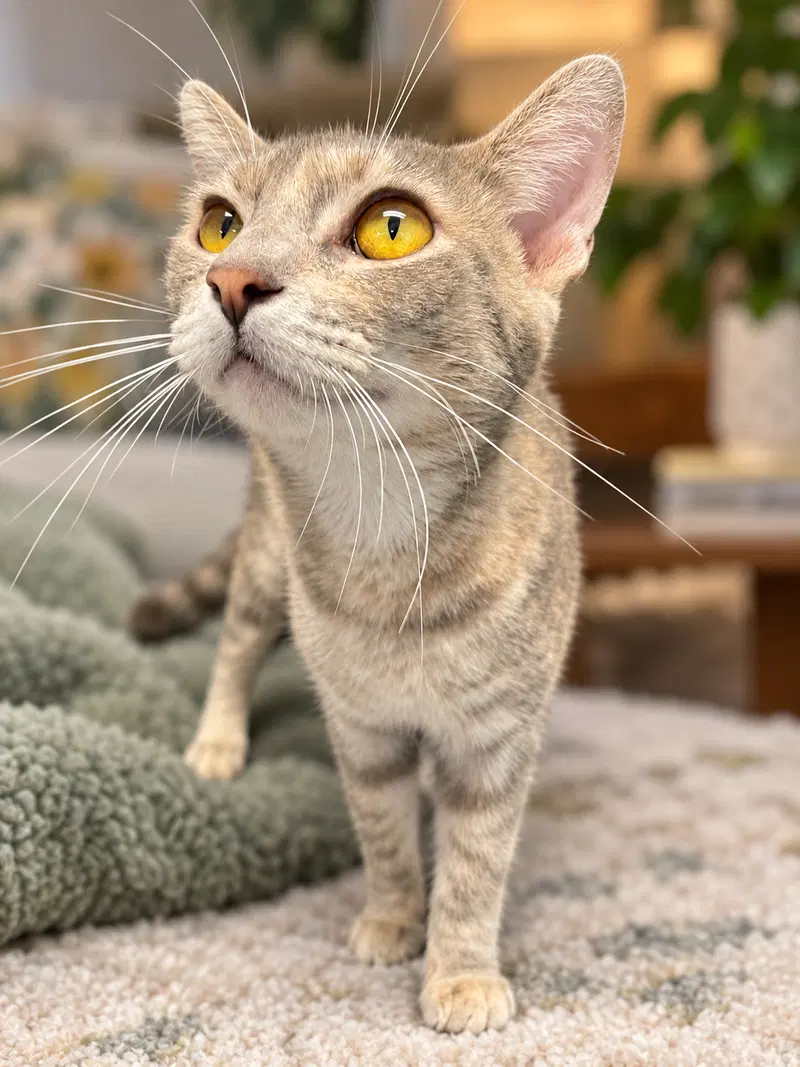 SeaSmoke, an adult female cat up for adoption