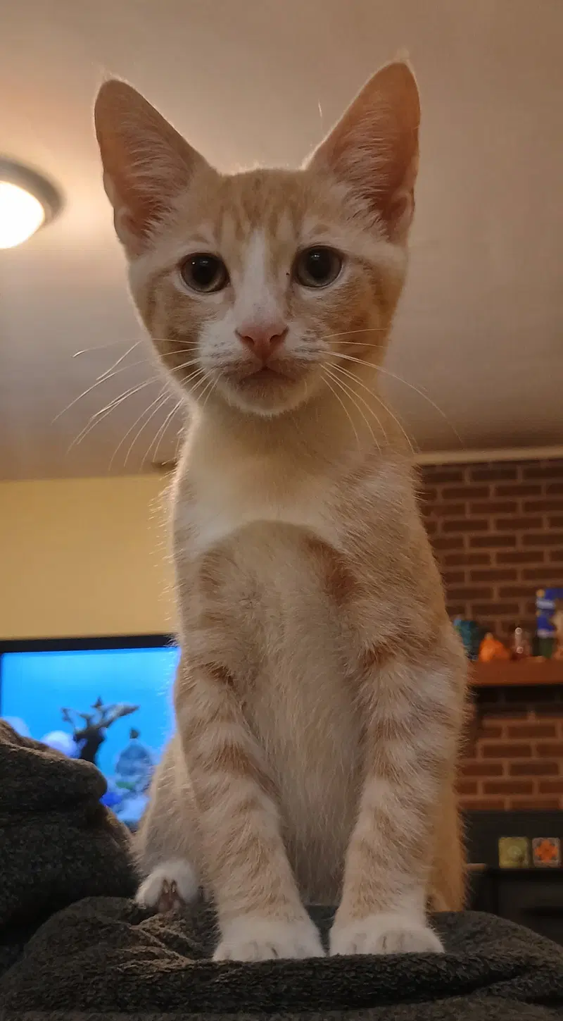 Hickory, a young male cat up for adoption