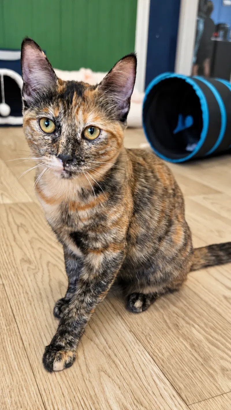 Cleocatra, a young female Tortoiseshell cat up for adoption