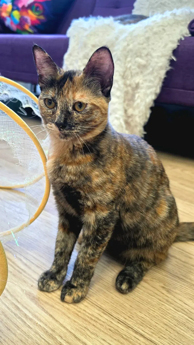 Cleocatra, photo 3