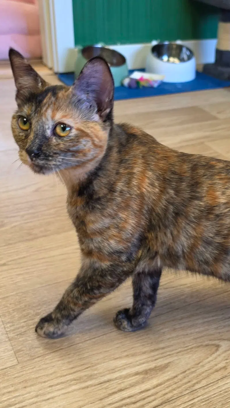 Cleocatra, photo 5