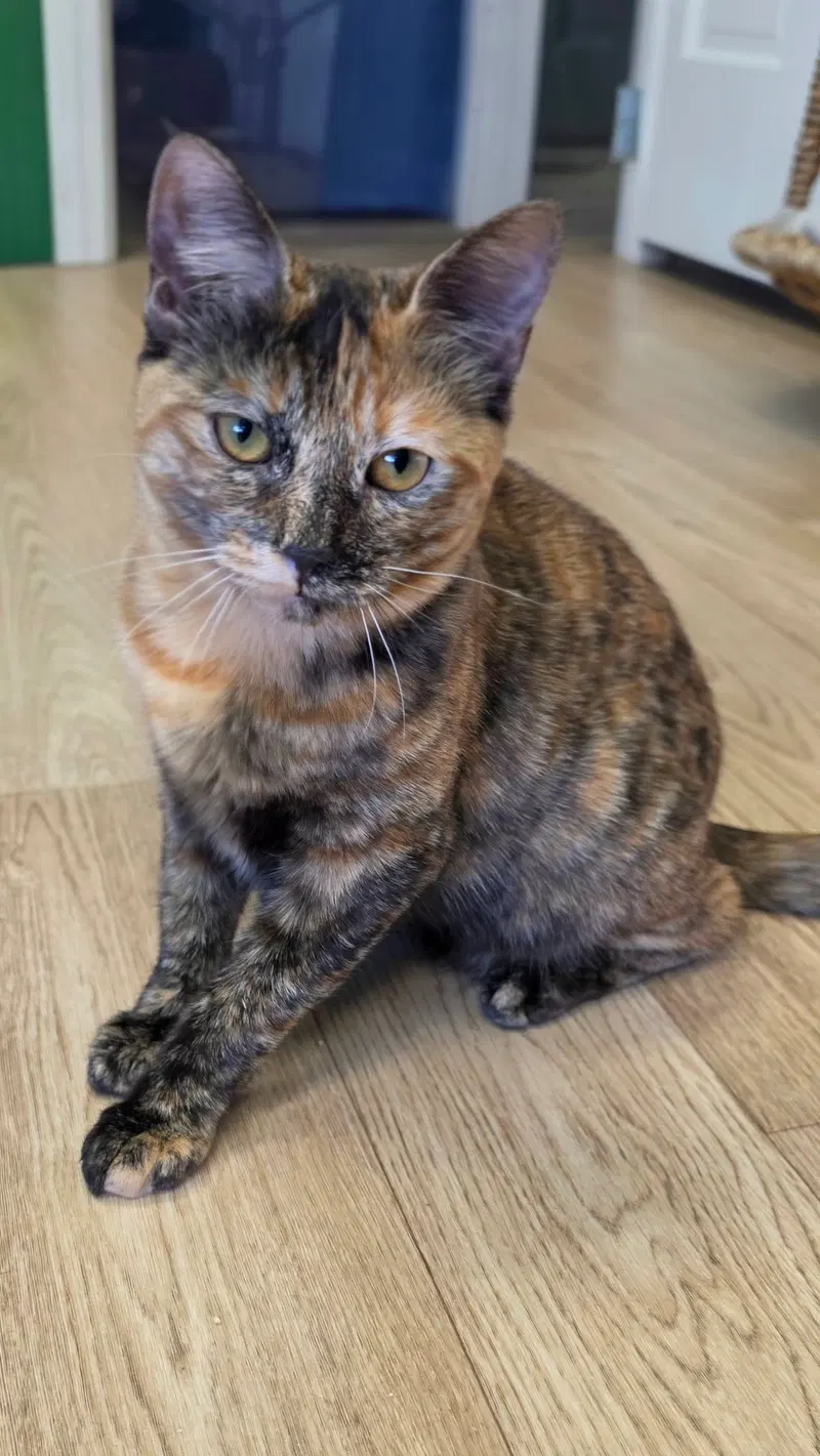 Cleocatra, photo 4