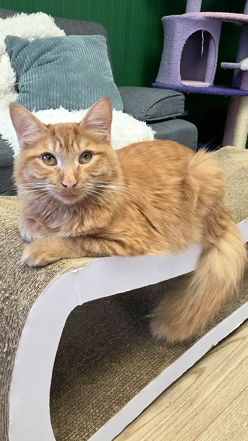 Sunny, a young male Tabby cat up for adoption