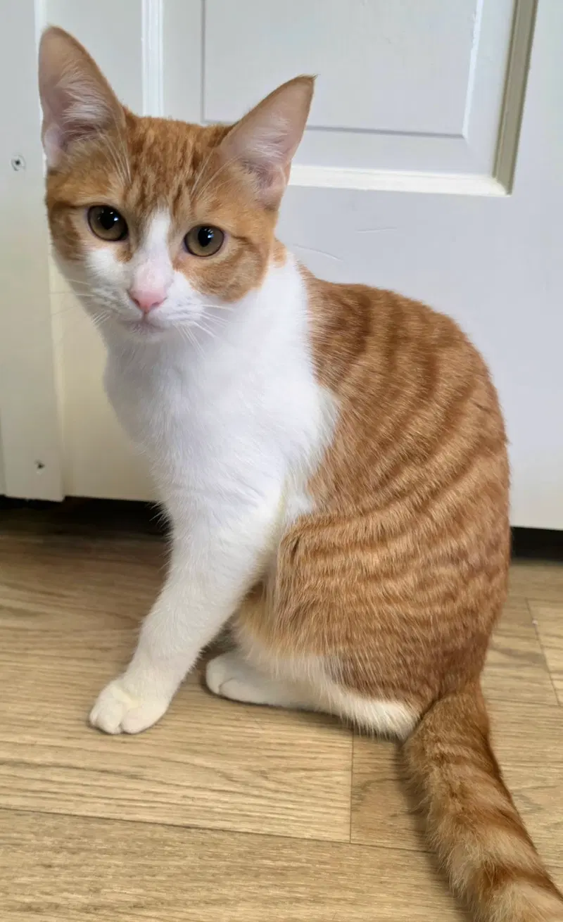Beiley, a young male Tabby cat up for adoption