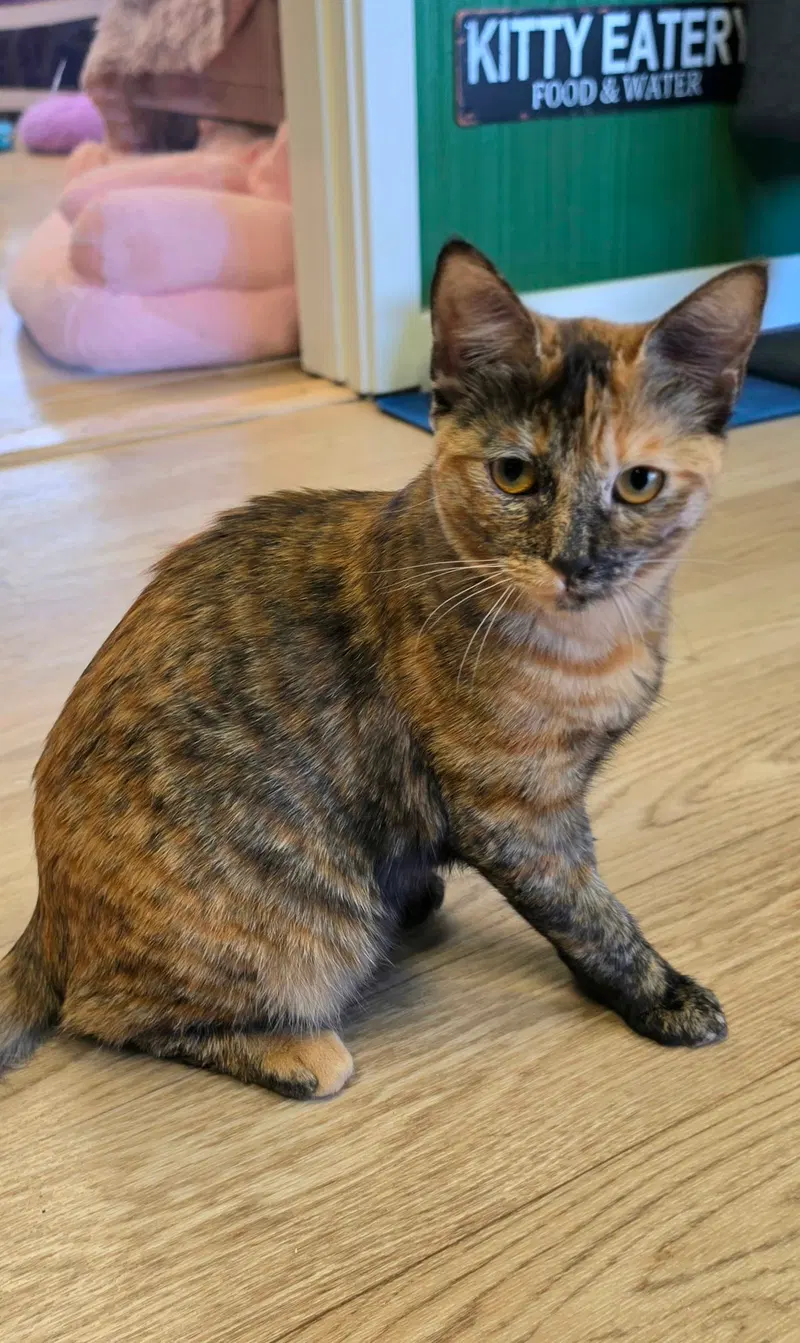 Cleocatra, photo 2