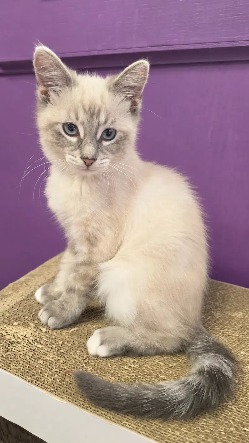 Jackson, a male Siamese kitten up for adoption