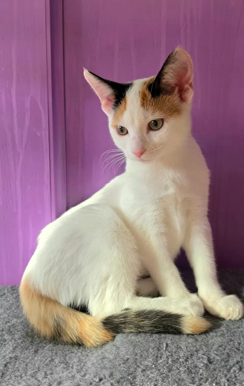 Annie, a female Calico kitten up for adoption