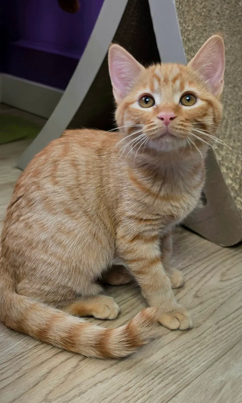 Zaria, a female Tabby kitten up for adoption