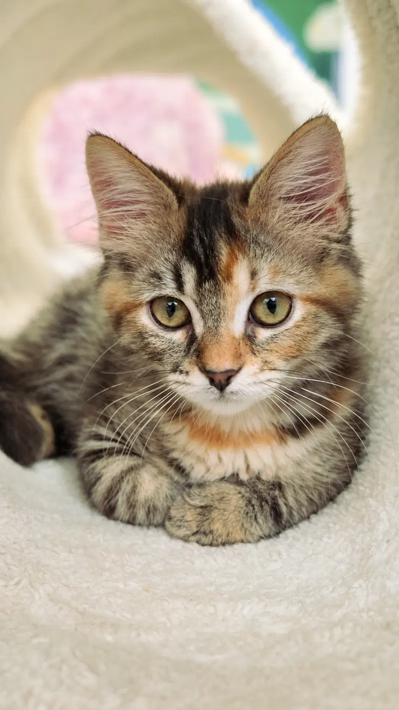 Evelyn, a female Torbie kitten up for adoption