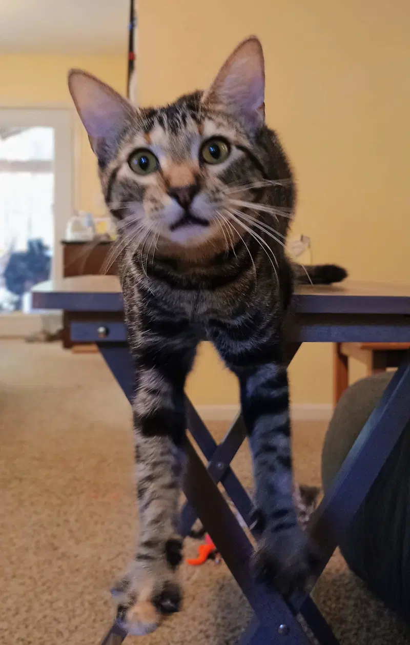 Puff, a young female American Shorthair cat up for adoption