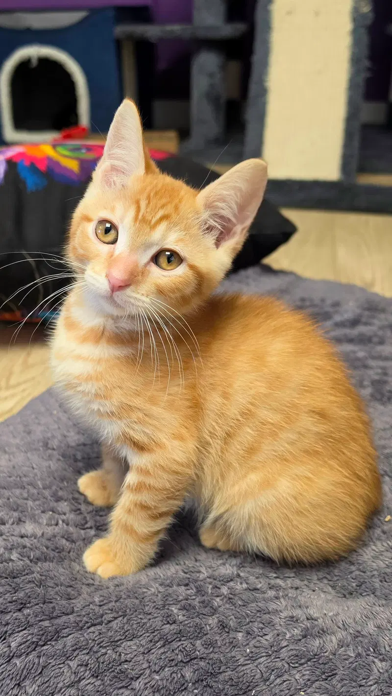 Lucien, a male Tabby kitten up for adoption
