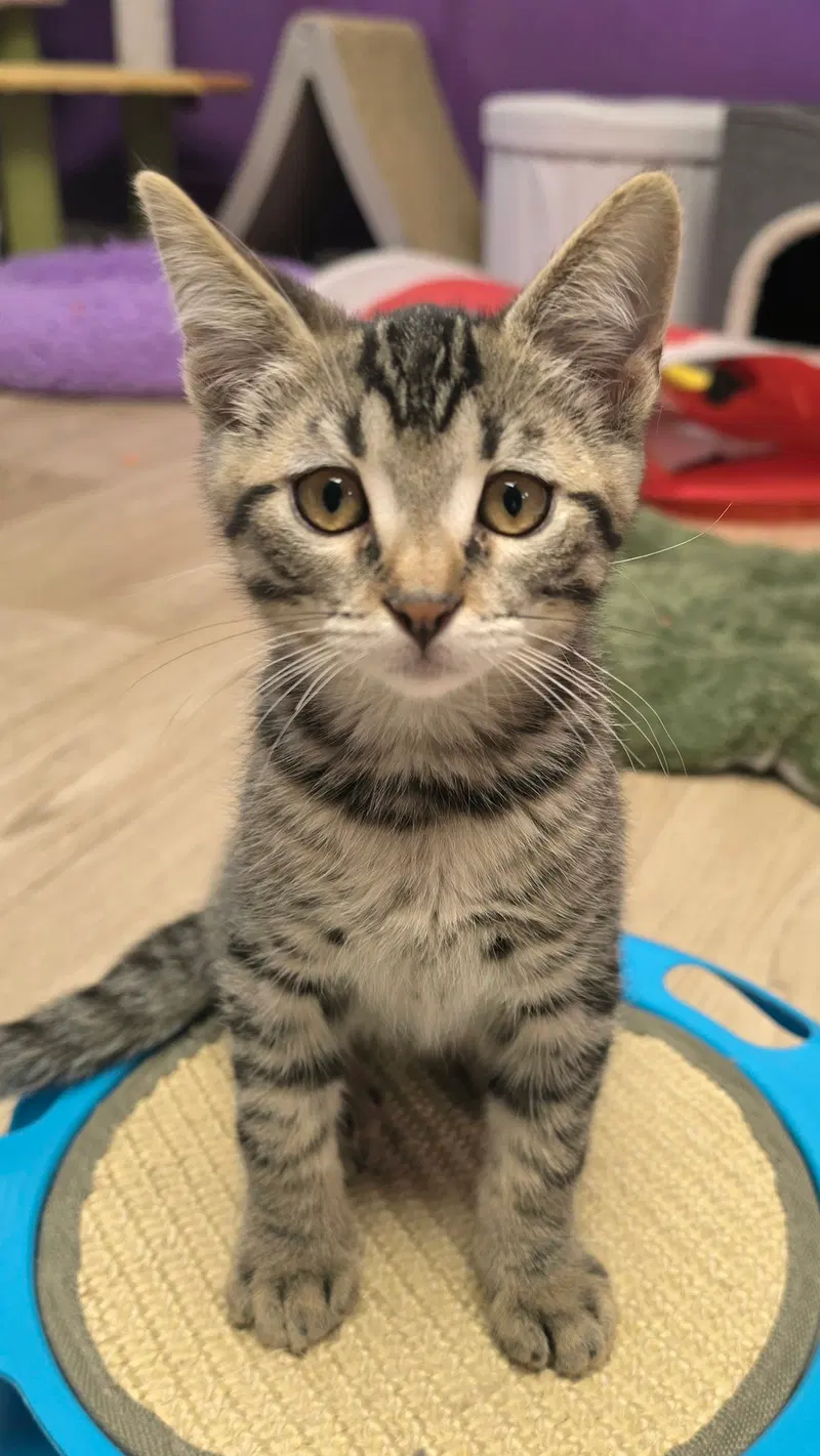 Damien, a male Tabby kitten up for adoption