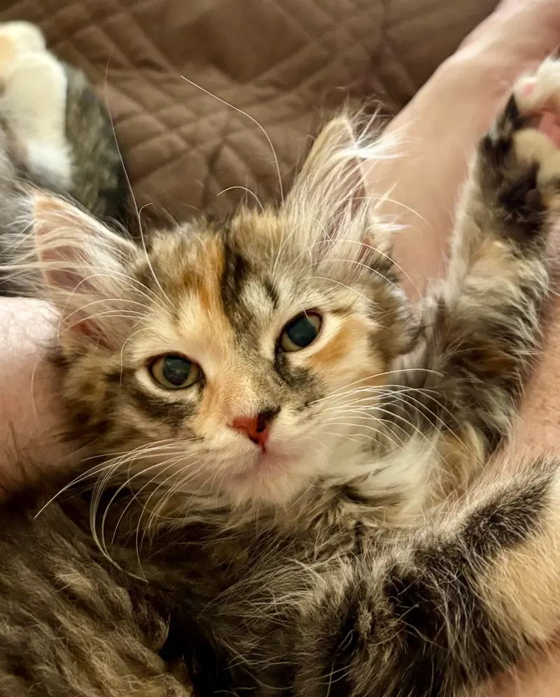 Holliewood, a female kitten up for adoption