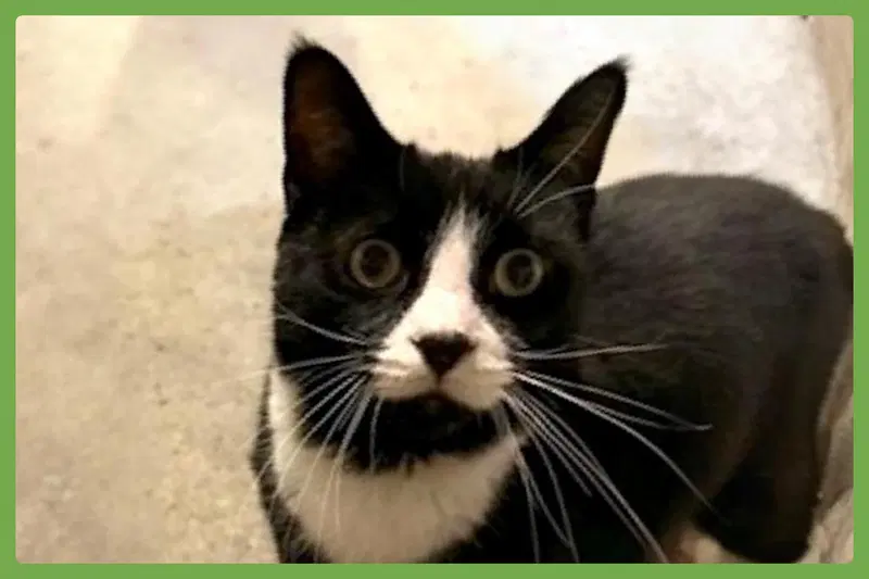 Tripper, an adult male cat up for adoption