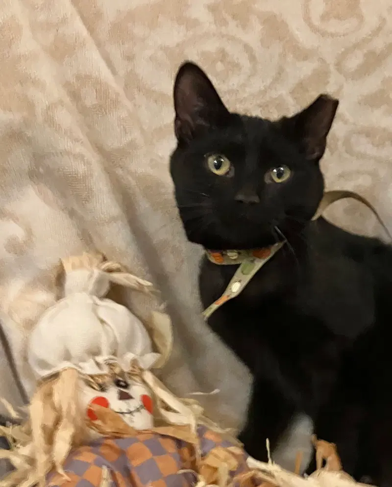 Biggie, a male kitten up for adoption