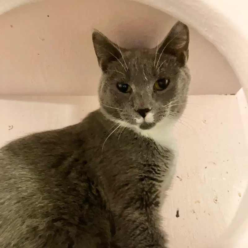 Lavender, a young female cat up for adoption