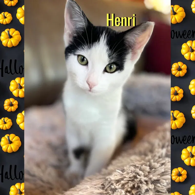 Henri, photo 3