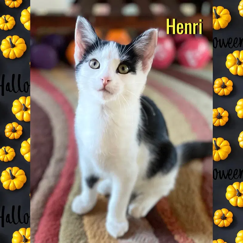 Henri, photo 4
