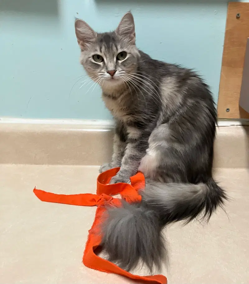 Poof, an adult female cat up for adoption