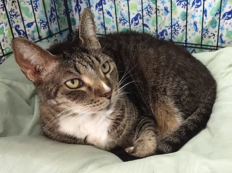 Charlotte, a senior female cat up for adoption
