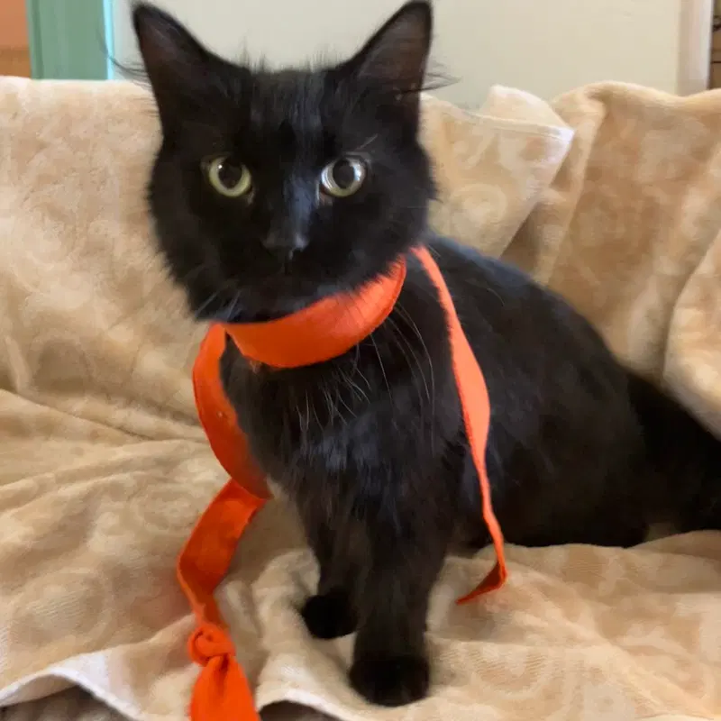 Licorice, photo 2