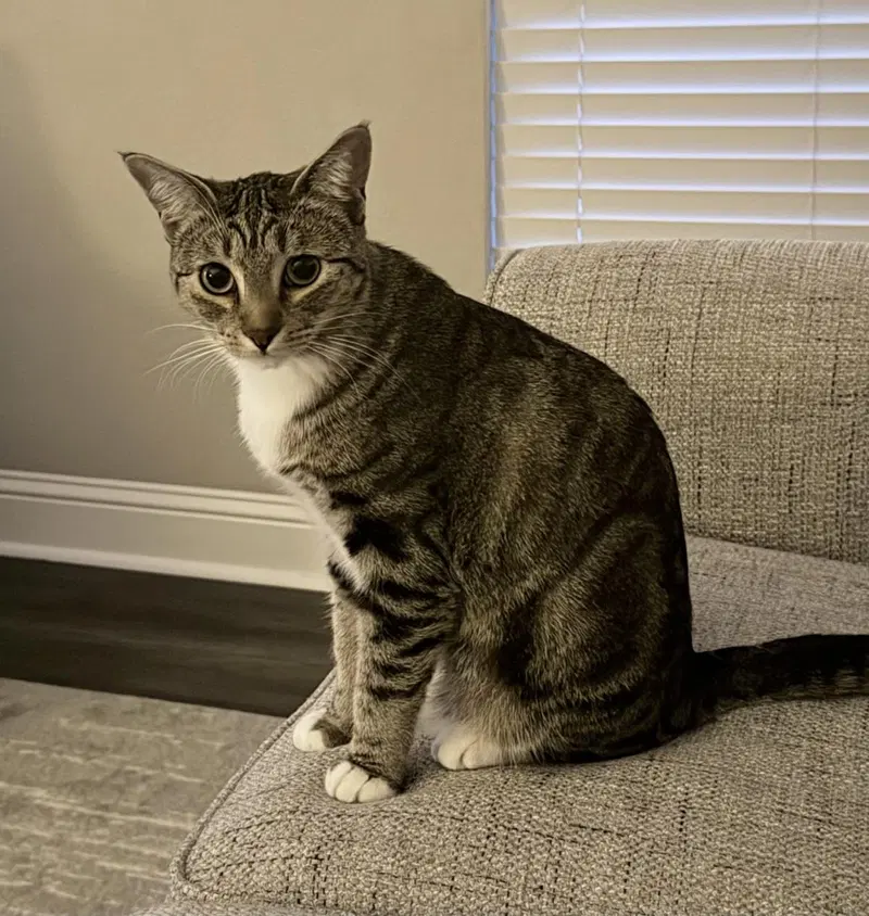 Crowley-In Foster, an adult female cat up for adoption