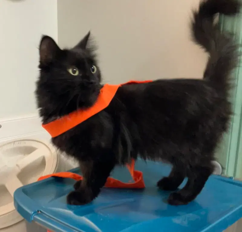 Licorice, an adult female cat up for adoption