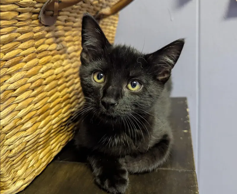 Blackie, a male kitten up for adoption