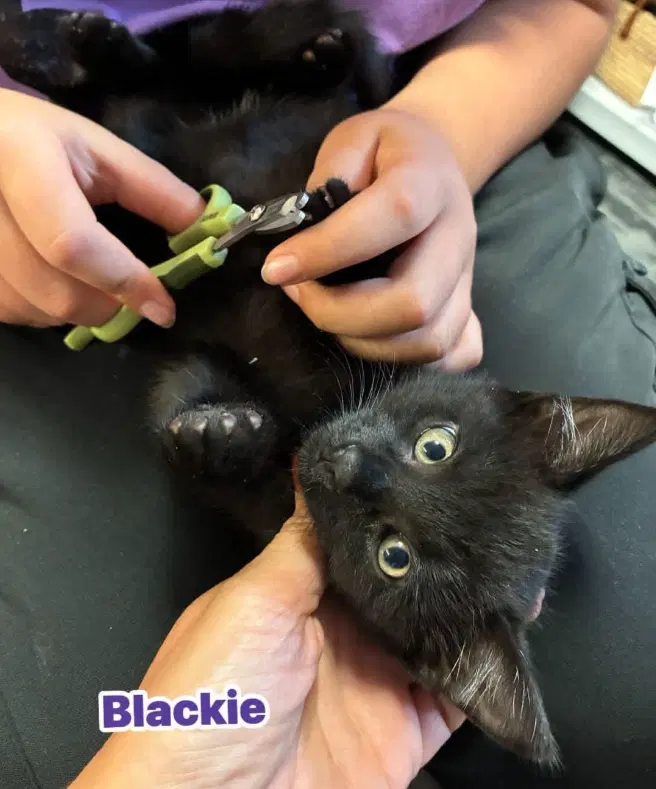 Blackie, photo 2