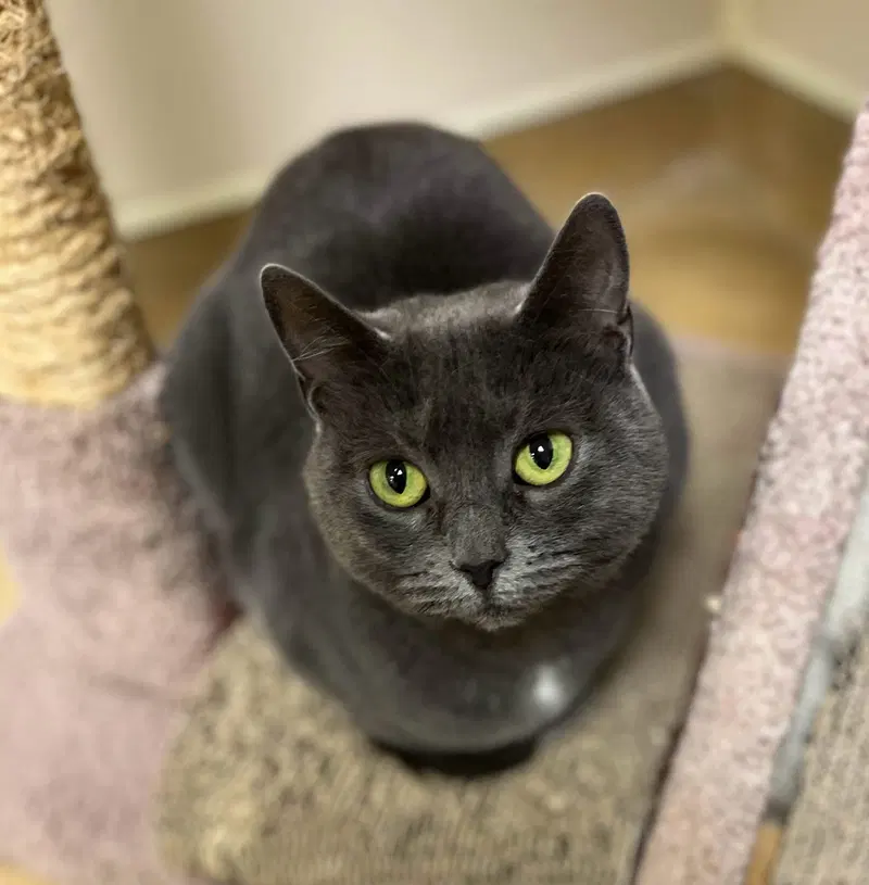 Titi, an adult female cat up for adoption