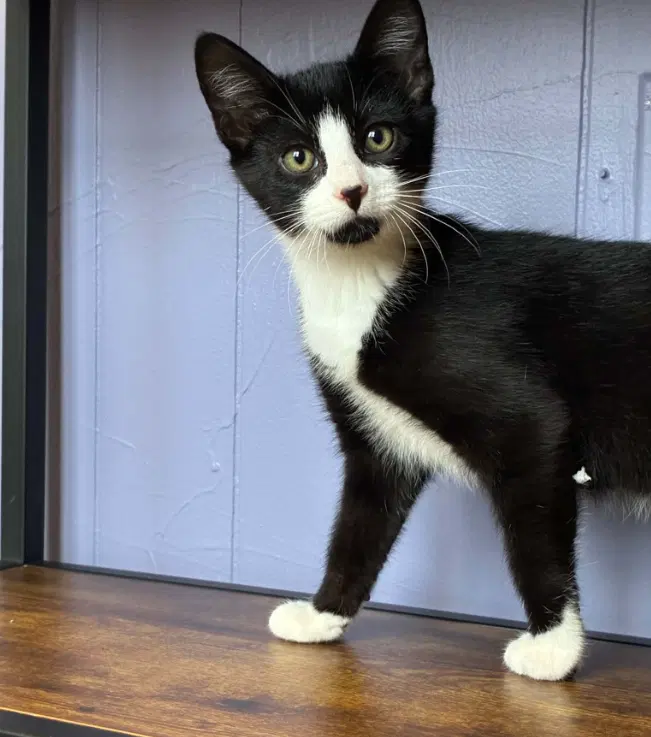 Dickie, a male kitten up for adoption