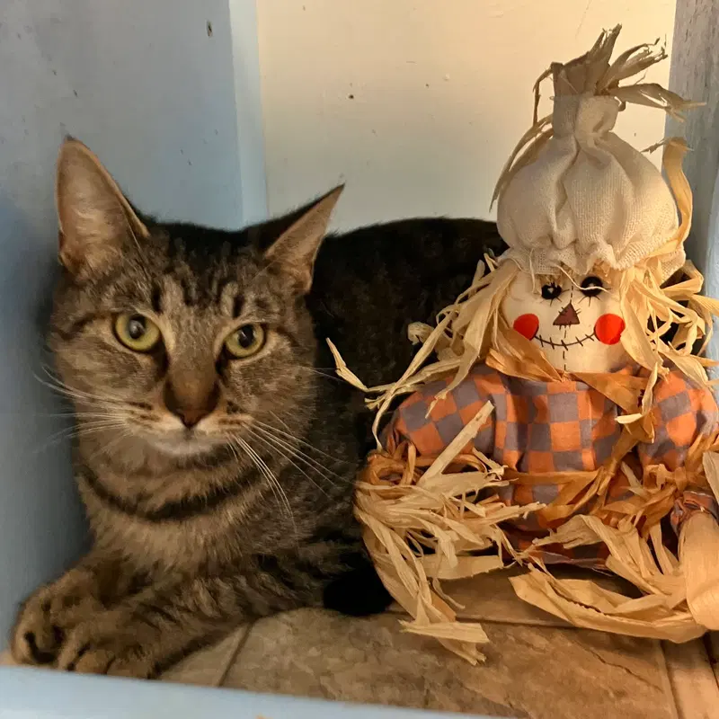 Faraday, an adult male Tabby cat up for adoption