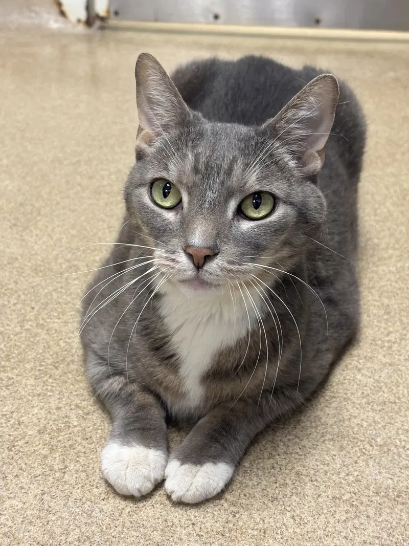 Bingo, a senior male cat up for adoption