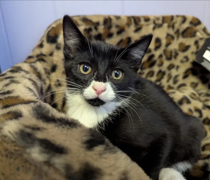 Bandit, a male kitten up for adoption