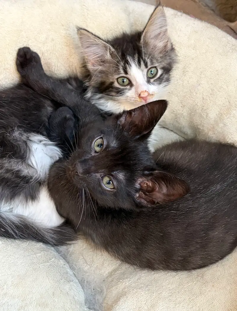 Despereaux, a male kitten up for adoption