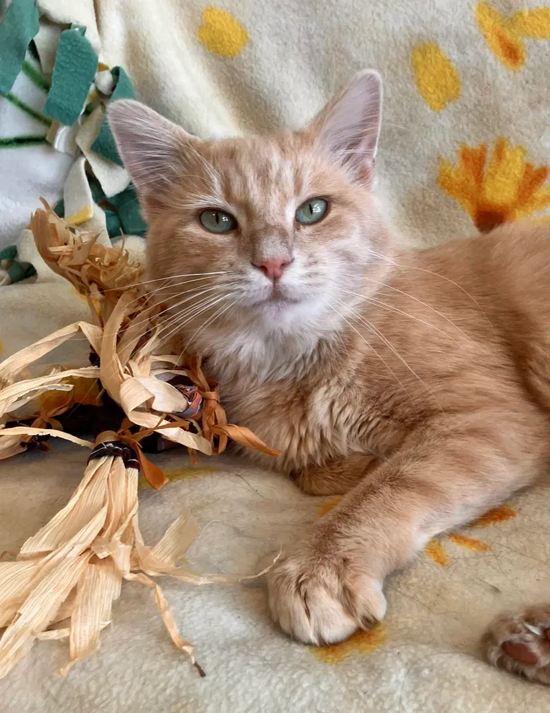 Lil' Man, an adult male cat up for adoption