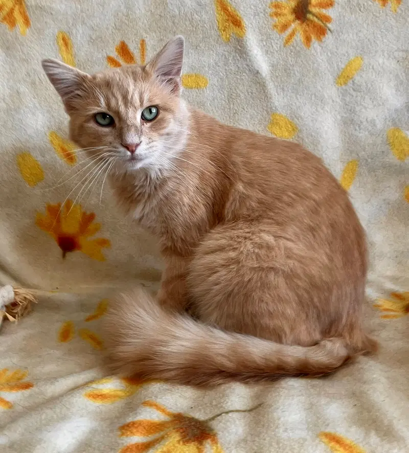 Lil' Man, photo 3