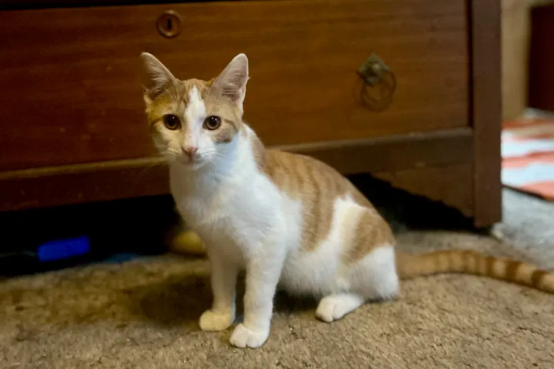 Handsome, a cat up for adoption