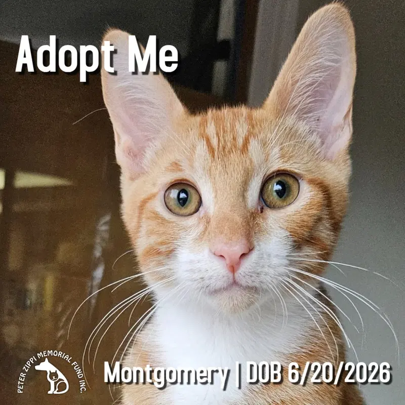 Montgomery, a male Tabby kitten up for adoption