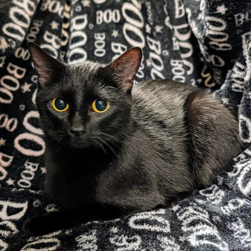 Candy, a young female cat up for adoption