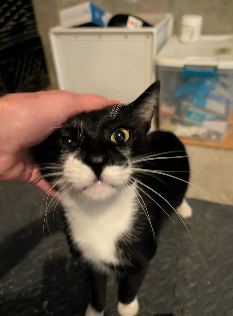 Matisse, an adult male cat up for adoption