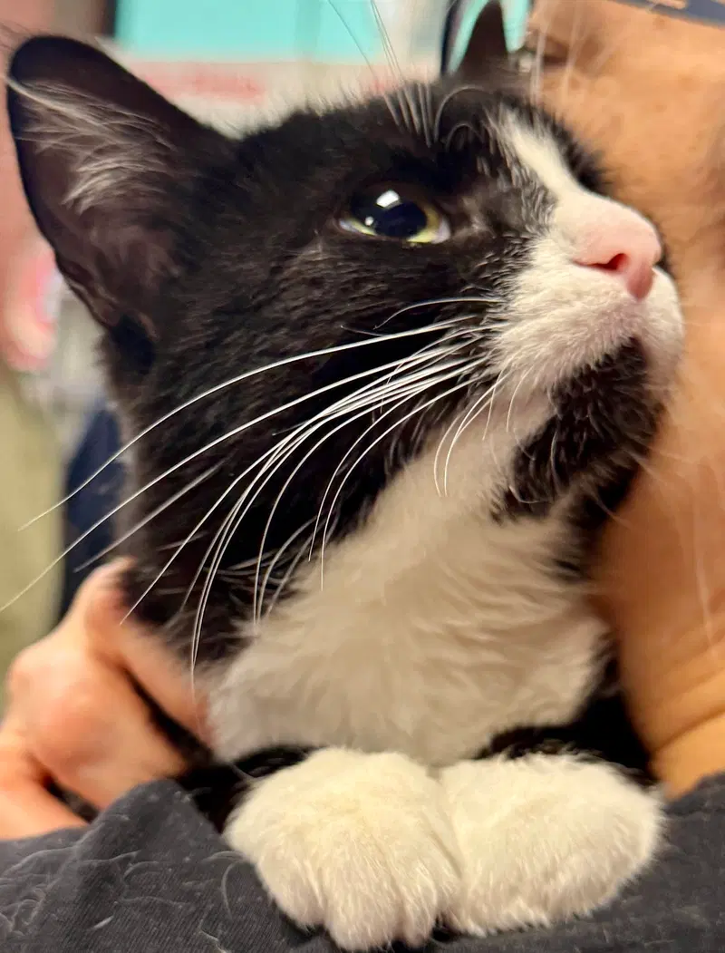 Tootsie, a young female cat up for adoption