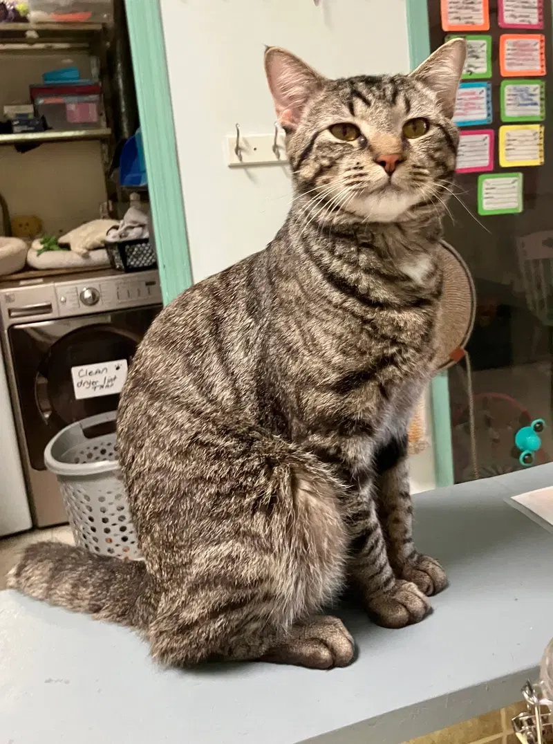 Blitzkrieg, an adult male Tabby cat up for adoption