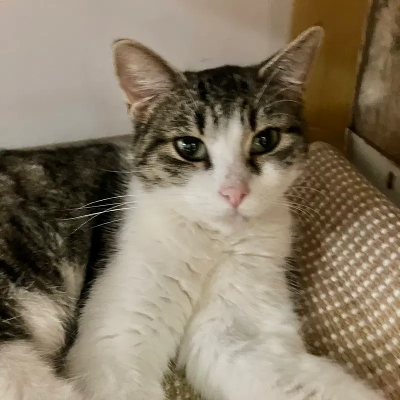 Darcy, an adult female Tabby cat up for adoption